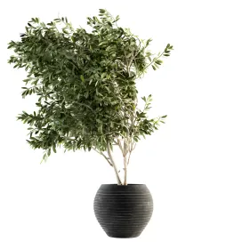 Indoor plant olive